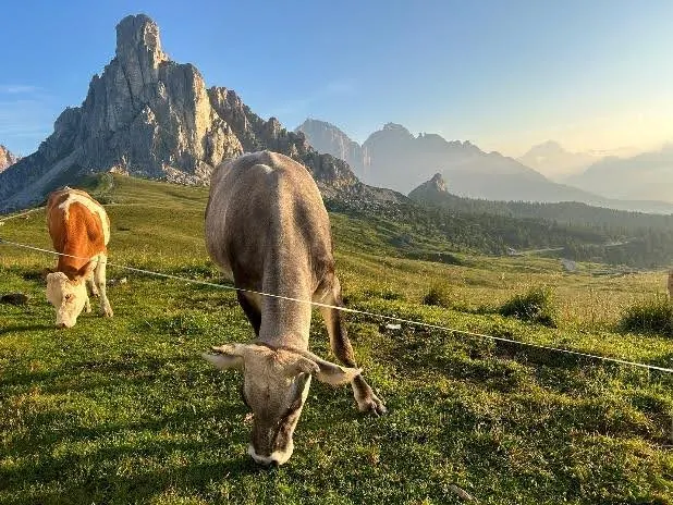 Passo Giau Dolomity vyhlad z campervanu na pasuce sa kravy